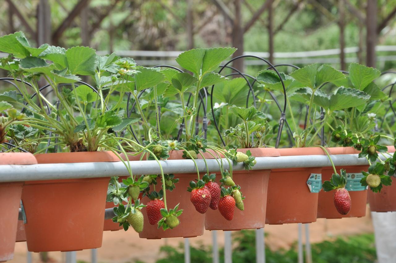 Orchid Haven Hostel Cao nguyên Cameron Ngoại thất bức ảnh