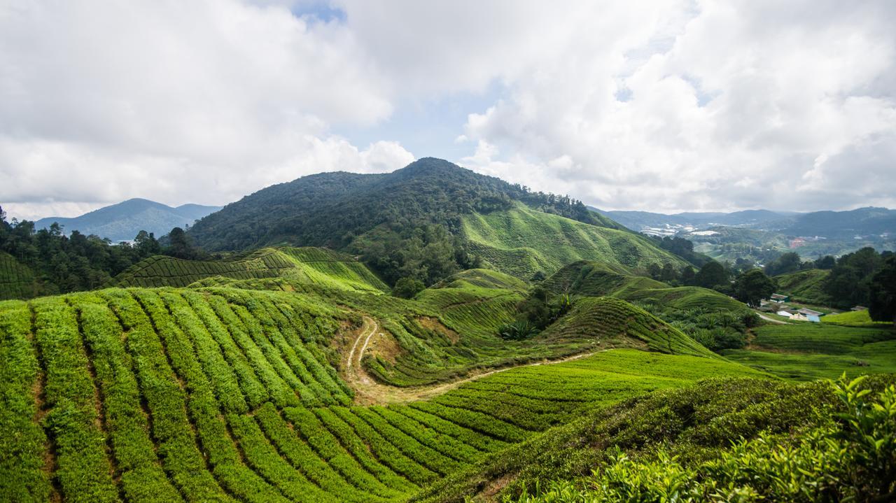 Orchid Haven Hostel Cao nguyên Cameron Ngoại thất bức ảnh