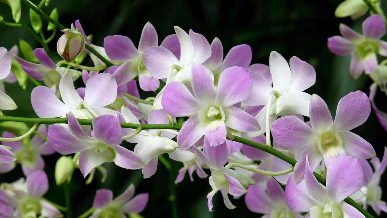 Orchid Haven Hostel Cao nguyên Cameron Ngoại thất bức ảnh