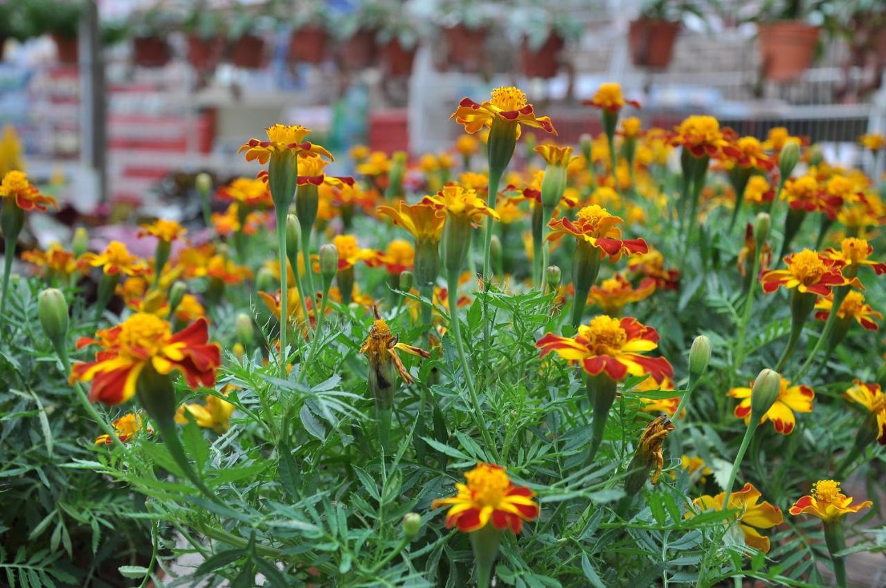 Orchid Haven Hostel Cao nguyên Cameron Ngoại thất bức ảnh