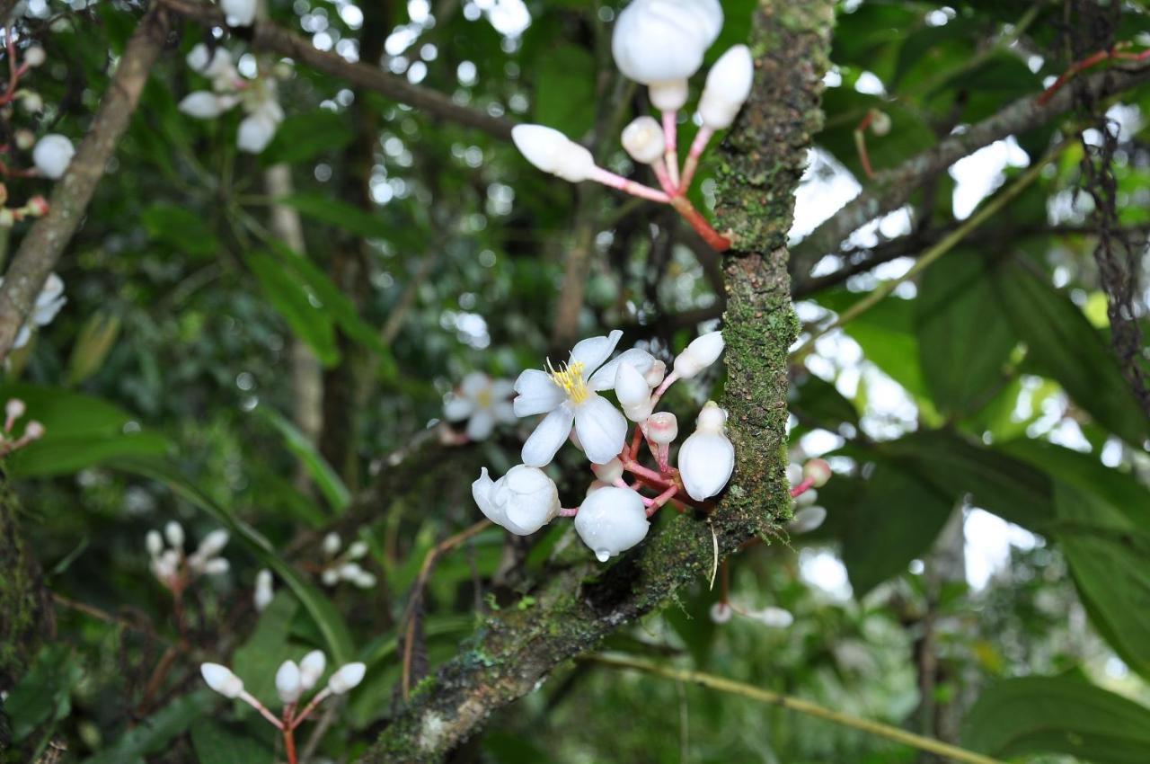 Orchid Haven Hostel Cao nguyên Cameron Ngoại thất bức ảnh